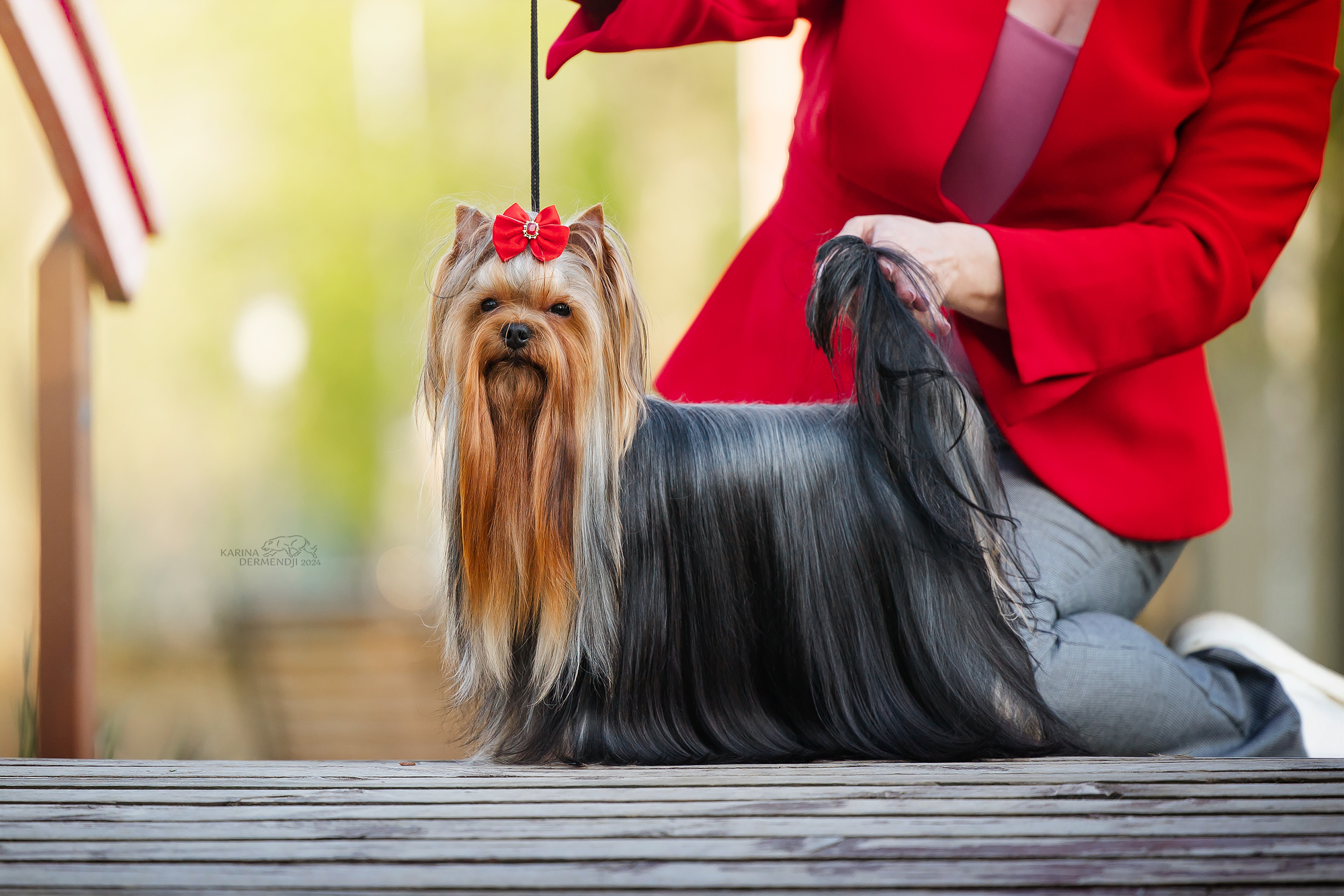 BESTIA FORTIS BESTIA FORTIS VENDI HAUS &mdash; Labaza DogPedigree YorkshireTerrier